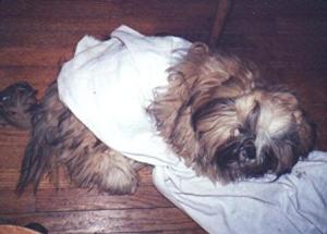 Gizzy rolling in a towel